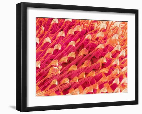 Tip of Leg of a Flower Fly-Micro Discovery-Framed Premium Photographic Print