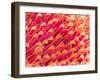 Tip of Leg of a Flower Fly-Micro Discovery-Framed Photographic Print