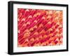 Tip of Leg of a Flower Fly-Micro Discovery-Framed Photographic Print