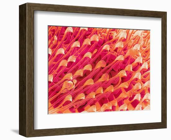 Tip of Leg of a Flower Fly-Micro Discovery-Framed Photographic Print