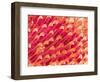 Tip of Leg of a Flower Fly-Micro Discovery-Framed Photographic Print