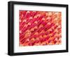 Tip of Leg of a Flower Fly-Micro Discovery-Framed Photographic Print