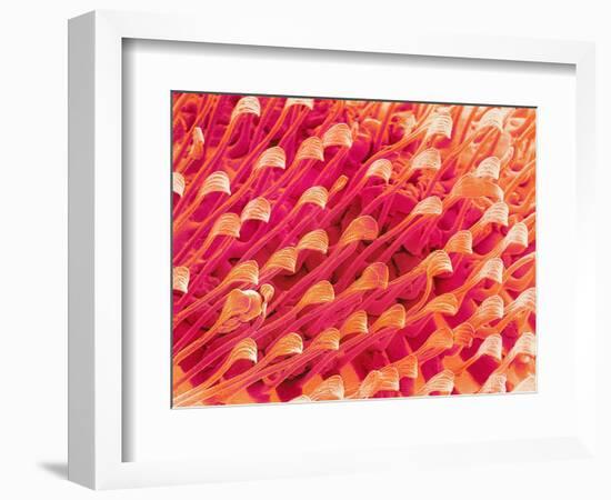 Tip of Leg of a Flower Fly-Micro Discovery-Framed Photographic Print