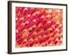 Tip of Leg of a Flower Fly-Micro Discovery-Framed Photographic Print