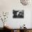 Tired Child is Ready to Go to Sleep with His Head on the Dining Room Table at Ellis Island-Alfred Eisenstaedt-Stretched Canvas displayed on a wall