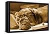 Tired Dog Sleeping At Her Lessons In Sepia Tone-vitalytitov-Framed Stretched Canvas