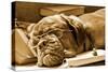 Tired Dog Sleeping At Her Lessons In Sepia Tone-vitalytitov-Stretched Canvas