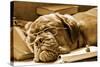 Tired Dog Sleeping At Her Lessons In Sepia Tone-vitalytitov-Stretched Canvas