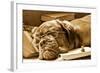 Tired Dog Sleeping At Her Lessons In Sepia Tone-vitalytitov-Framed Photographic Print