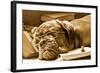 Tired Dog Sleeping At Her Lessons In Sepia Tone-vitalytitov-Framed Photographic Print