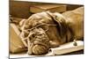 Tired Dog Sleeping At Her Lessons In Sepia Tone-vitalytitov-Mounted Photographic Print