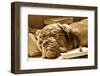 Tired Dog Sleeping At Her Lessons In Sepia Tone-vitalytitov-Framed Photographic Print