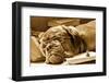 Tired Dog Sleeping At Her Lessons In Sepia Tone-vitalytitov-Framed Photographic Print