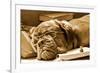 Tired Dog Sleeping At Her Lessons In Sepia Tone-vitalytitov-Framed Photographic Print