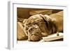 Tired Dog Sleeping At Her Lessons In Sepia Tone-vitalytitov-Framed Photographic Print