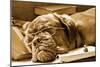 Tired Dog Sleeping At Her Lessons In Sepia Tone-vitalytitov-Mounted Photographic Print