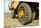 Tires on Construction Vehicle-Chris Henderson-Mounted Photographic Print