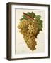 Tiro Grape-J. Troncy-Framed Giclee Print