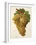 Tiro Grape-J. Troncy-Framed Giclee Print