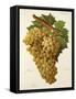 Tiro Grape-J. Troncy-Framed Stretched Canvas