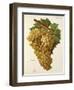 Tiro Grape-J. Troncy-Framed Giclee Print