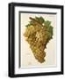 Tiro Grape-J. Troncy-Framed Giclee Print