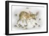 Tis the Season-Peggy Harris-Framed Giclee Print