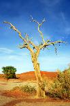 Dune and Single Tree at Sossusvlei, Namib Desert, Namibia-tish1-Photographic Print