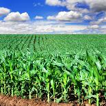 Beautiful Green Maize Field-tish1-Photographic Print