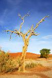 Desert Tree-tish1-Framed Photographic Print
