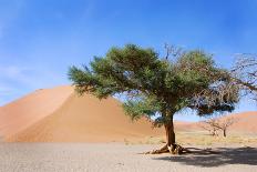 Dune and Single Tree at Sossusvlei, Namib Desert, Namibia-tish1-Photographic Print