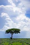 One Tree with Heavy Thunder Clouds in the Background-tish1-Photographic Print