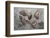 Tissue moths hibernating, Peak District, Derbyshire, UK-Alex Hyde-Framed Photographic Print