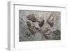 Tissue moths hibernating, Peak District, Derbyshire, UK-Alex Hyde-Framed Photographic Print