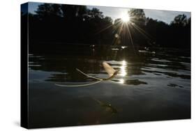 Tisza Mayflies (Palingenia Longicauda) in Flight over the Tisza River, Hungary, June 2009-Radisics-Stretched Canvas