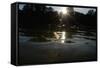 Tisza Mayflies (Palingenia Longicauda) in Flight over the Tisza River, Hungary, June 2009-Radisics-Framed Stretched Canvas