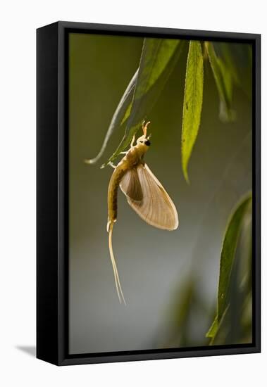 Tisza Mayfly (Palingenia Longicauda) Hanging from a Leaf During Moult, Hungary, June 2009-Radisics-Framed Stretched Canvas