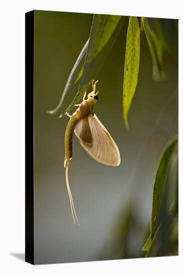 Tisza Mayfly (Palingenia Longicauda) Hanging from a Leaf During Moult, Hungary, June 2009-Radisics-Stretched Canvas