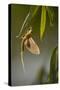 Tisza Mayfly (Palingenia Longicauda) Hanging from a Leaf During Moult, Hungary, June 2009-Radisics-Stretched Canvas