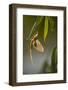 Tisza Mayfly (Palingenia Longicauda) Hanging from a Leaf During Moult, Hungary, June 2009-Radisics-Framed Photographic Print