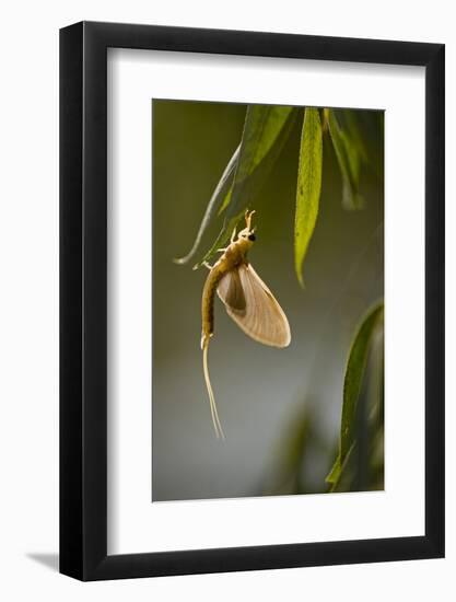 Tisza Mayfly (Palingenia Longicauda) Hanging from a Leaf During Moult, Hungary, June 2009-Radisics-Framed Photographic Print