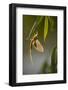 Tisza Mayfly (Palingenia Longicauda) Hanging from a Leaf During Moult, Hungary, June 2009-Radisics-Framed Photographic Print