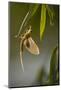 Tisza Mayfly (Palingenia Longicauda) Hanging from a Leaf During Moult, Hungary, June 2009-Radisics-Mounted Photographic Print