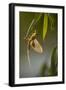 Tisza Mayfly (Palingenia Longicauda) Hanging from a Leaf During Moult, Hungary, June 2009-Radisics-Framed Photographic Print