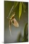 Tisza Mayfly (Palingenia Longicauda) Hanging from a Leaf During Moult, Hungary, June 2009-Radisics-Mounted Photographic Print