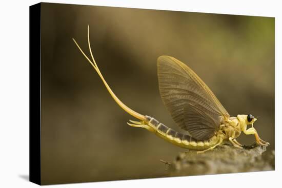 Tisza Mayfly (Palingenia Longicauda) Portrait, Tisza River, Hungary, June 2009-Radisics-Stretched Canvas