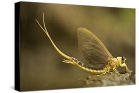 Tisza Mayfly (Palingenia Longicauda) Portrait, Tisza River, Hungary, June 2009-Radisics-Stretched Canvas