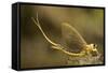 Tisza Mayfly (Palingenia Longicauda) Portrait, Tisza River, Hungary, June 2009-Radisics-Framed Stretched Canvas