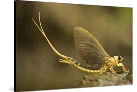 Tisza Mayfly (Palingenia Longicauda) Portrait, Tisza River, Hungary, June 2009-Radisics-Stretched Canvas