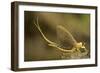 Tisza Mayfly (Palingenia Longicauda) Portrait, Tisza River, Hungary, June 2009-Radisics-Framed Photographic Print